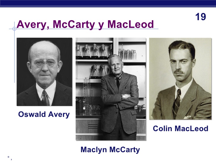 oswald avery macleod mccarty experiment