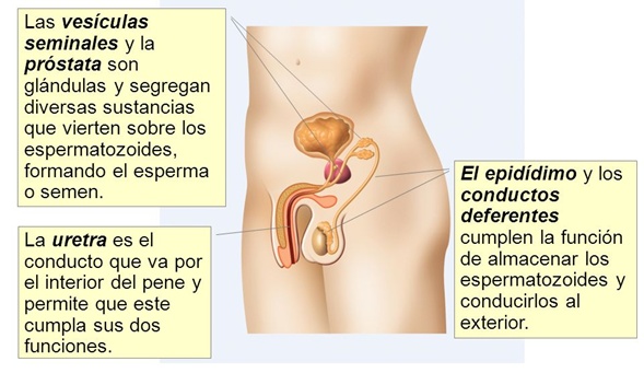 que es la prostata q u e funcion cumple que es la prostata q u e funcion cumple