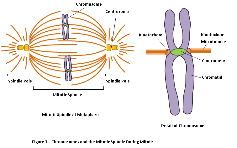 How is a chromatid attached to a spindle fiber?
