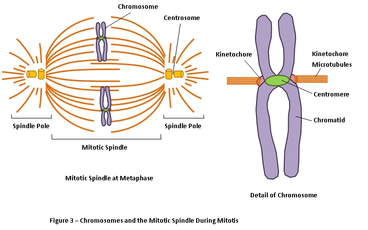 What happens to the centrioles during mitosis?