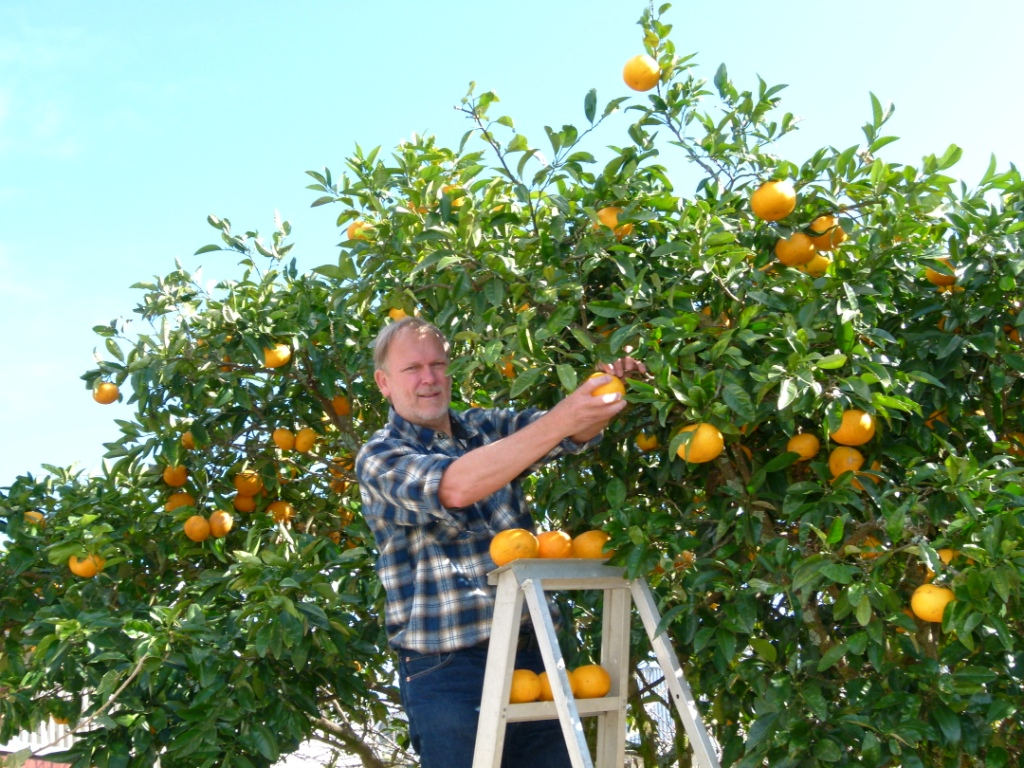 Picking fruits. Уборка апельсинов в саду. Апельсин в уборке. Памятник уборке апельсинов в Мексике.. Раздача апельсинов.