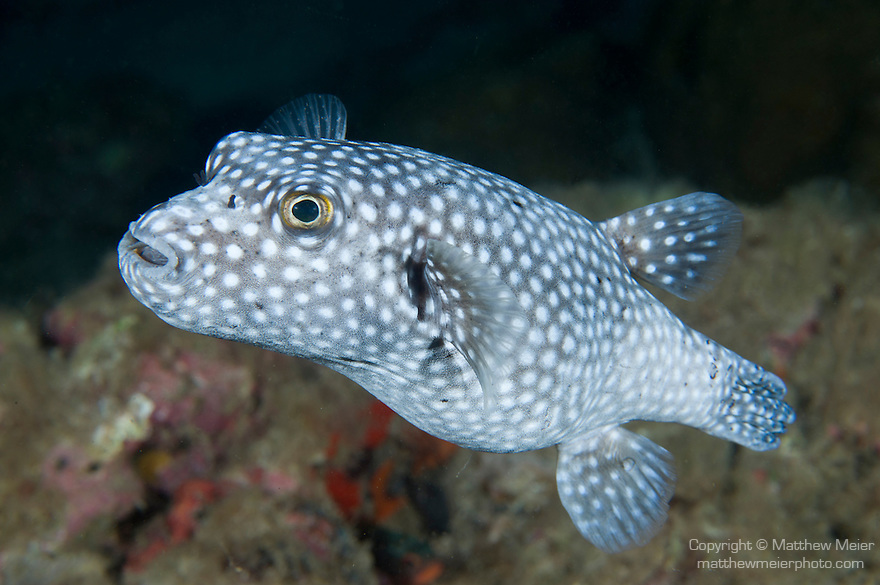 All About Puffer Fish on emaze