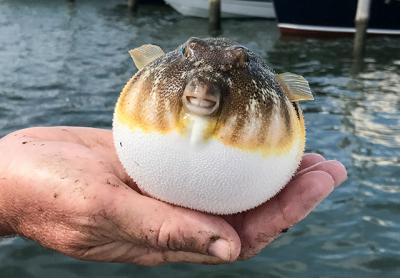 All About Puffer Fish on emaze