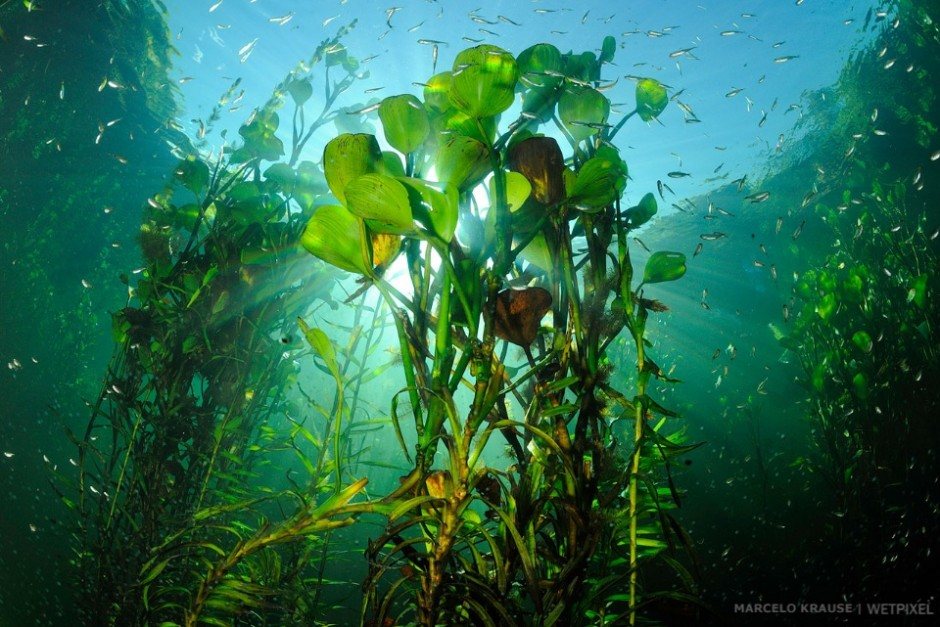 Организмы плавающие в толще воды. Подводные Луга валлиснерии заповедник. Речные водоросли Посейдония. Валлиснерия натанс. Растения под водой.