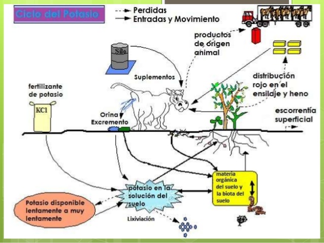 Resultado de imagen para ciclos del potasio