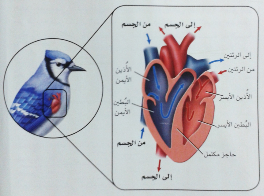 يدخل الهواء المؤكسج أثناء عمليه الشهيق فى الطيور إلى :