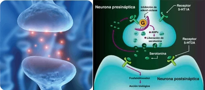 Niveles bajos de serotonina