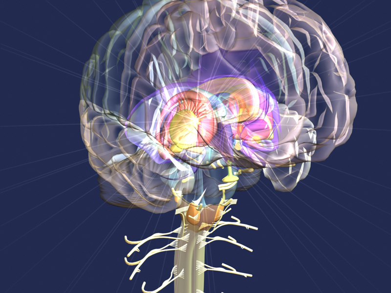 R brain. Визуализация мозга. Нейроны головного мозга. Моделирование нейронной системы мозга.