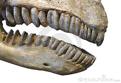 Herbivore Teeth | www.pixshark.com - Images Galleries With Herbivore Teeth | www.pixshark.com - Images Galleries With