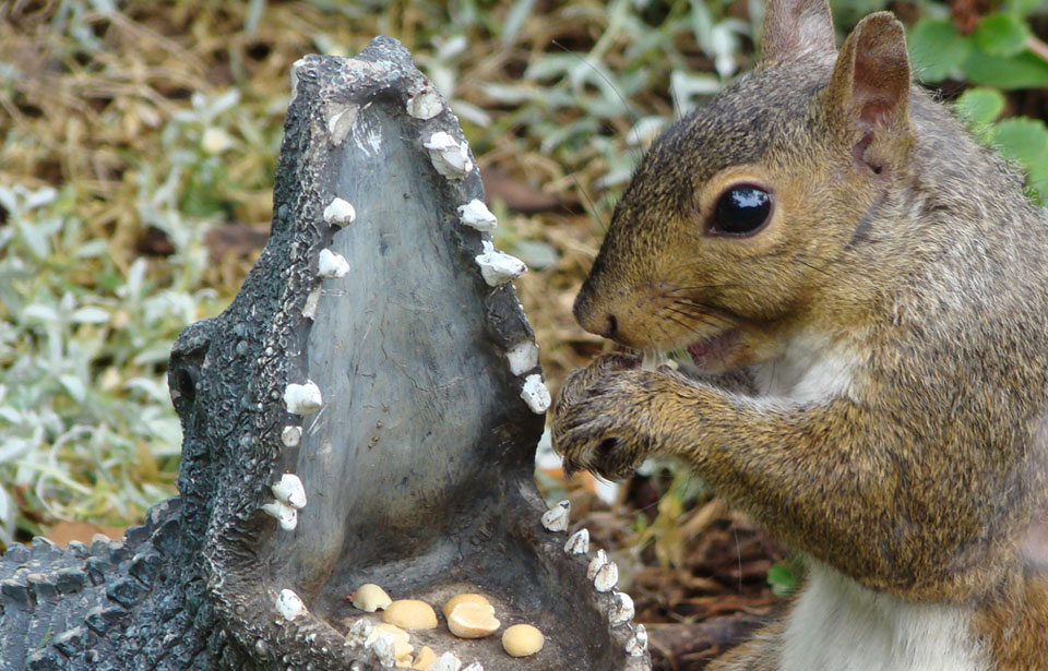 Eastern gray squirrel on emaze