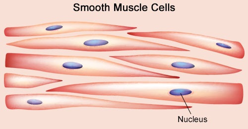 Smooth Muscle Diagram Unlabelled : Horse Anatomy: Muscles of the Head