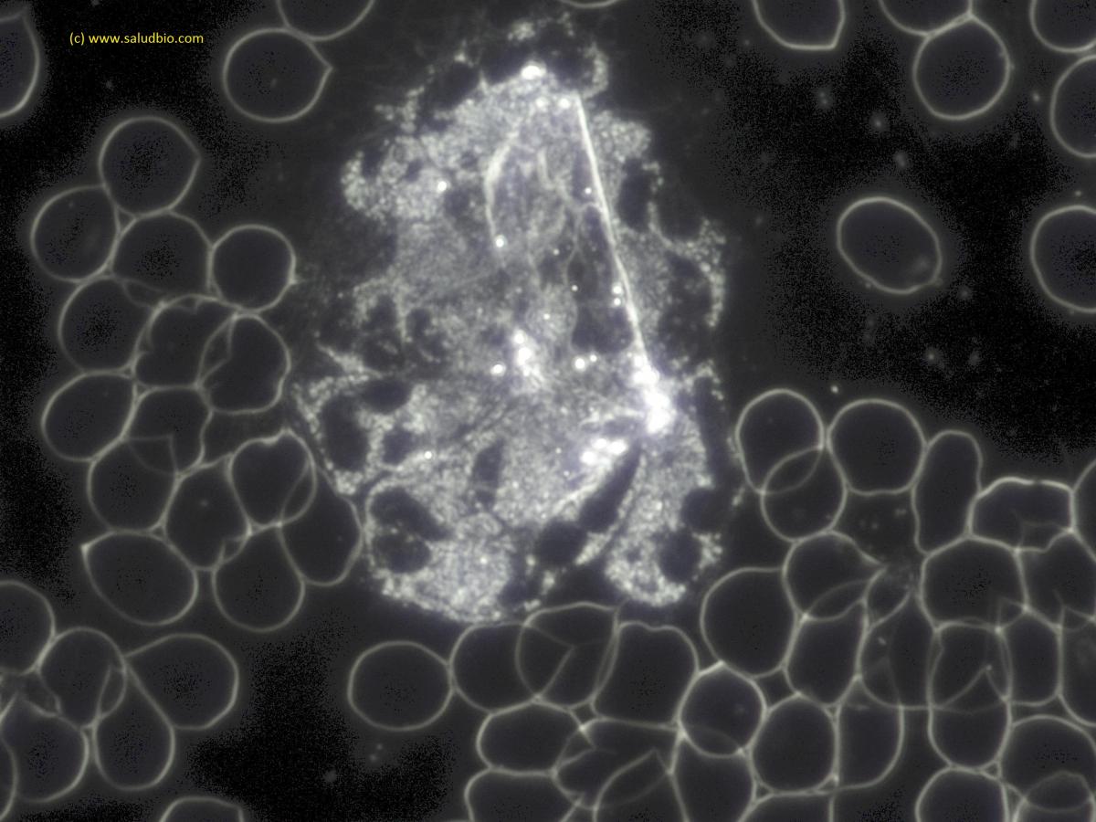 microscopio-at-emaze-presentation