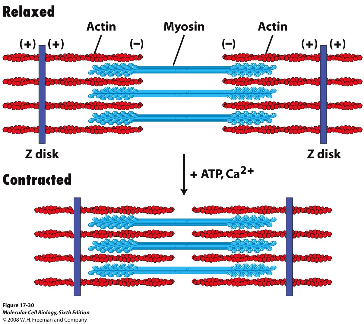 The Sliding Filament By Mmmausser On Emaze