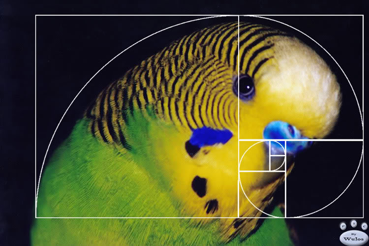 Fibonacci sequence on emaze