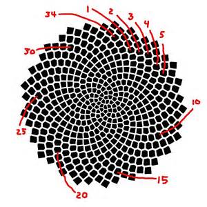Fibonacci Sequence on emaze