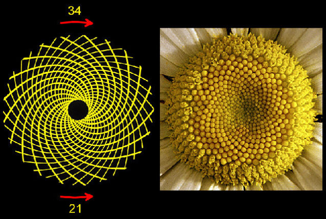 Fibonacci Sequence on emaze