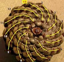 Fibonacci Sequence on emaze