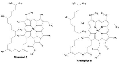 estructura de la clorofila b