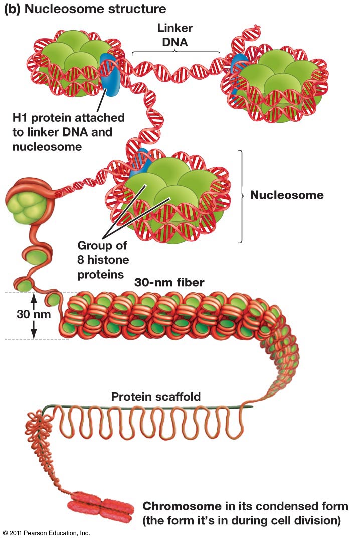 epigenetics-copy1-on-emaze