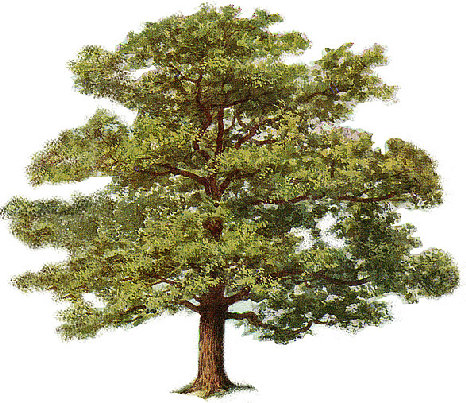 zeus oak tree symbol