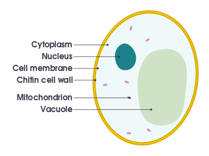 Cell Analogy on emaze