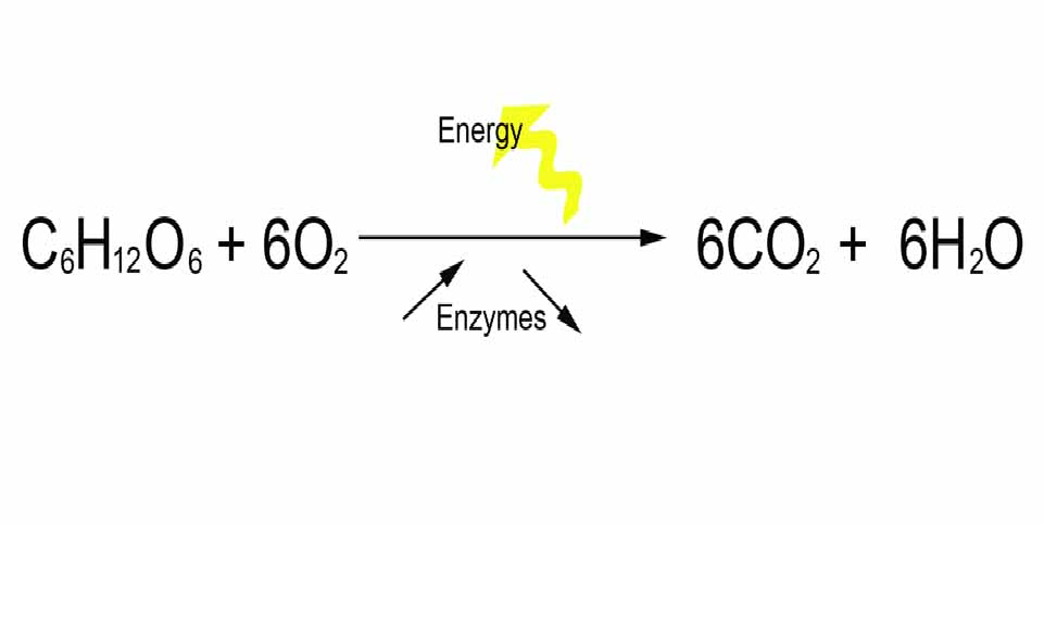 Chemical Equation Of Respiration Talkchannels Cellular Respiration Equation Reactants And Products Talkchannels