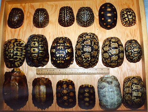 Turtle Shell Comparison the turtles shell at emaze Presentation
