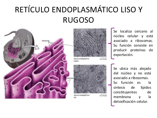 Diferencias Y Semejanzas Entre Reticulo Endoplasmatico Liso Y Rugoso