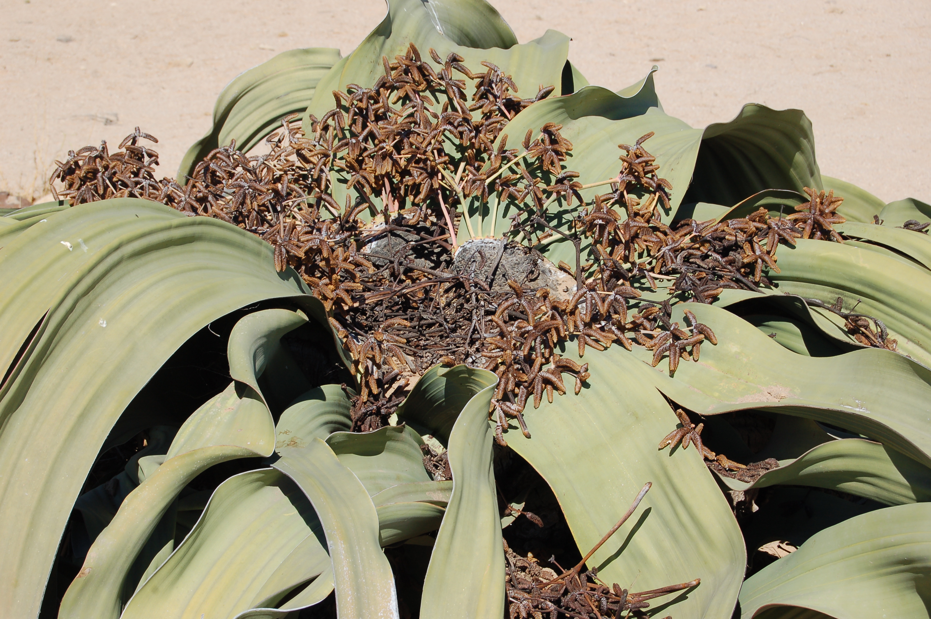 3 уникальных растения. Гнетовые вельвичия. Голосеменные вельвичия. Вельвичия мирабилис Welwitschia Mirabilis. Вельвичия удивительная (Welwitschia Mirabilis).