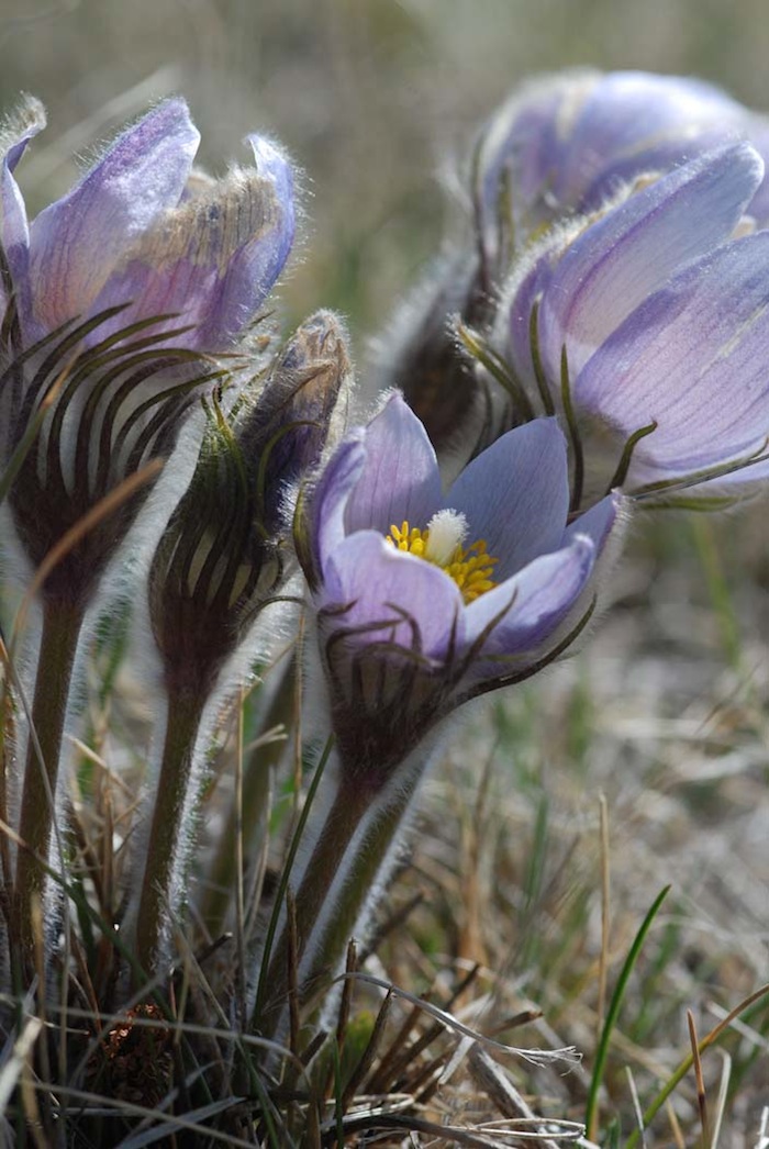 Tundra Biome Project at emaze Presentation