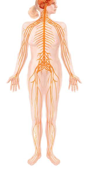 Нервная система женщины. Нервная система женщины анатомия. Человек без нервной системы. Центральная нервная система женщина. Нервы человека без тела.