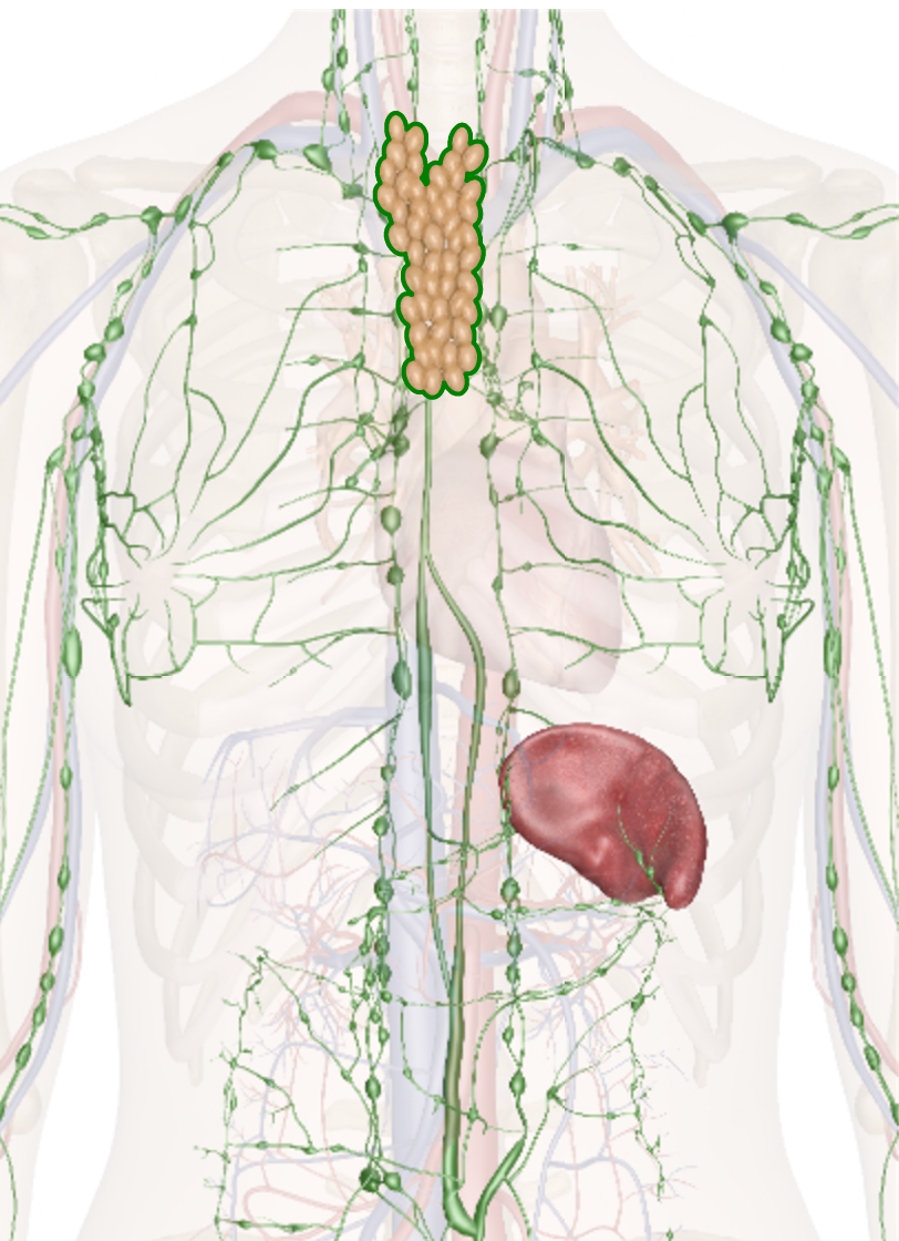 Лимфоузел справа у мужчины. Тимус лимфатическая система. Лимфатические лимфоузлы грудной клетки. Лимфатическая система грудной клетки лимфоузлы. Лимфоузлы грудной клетки анатомия.