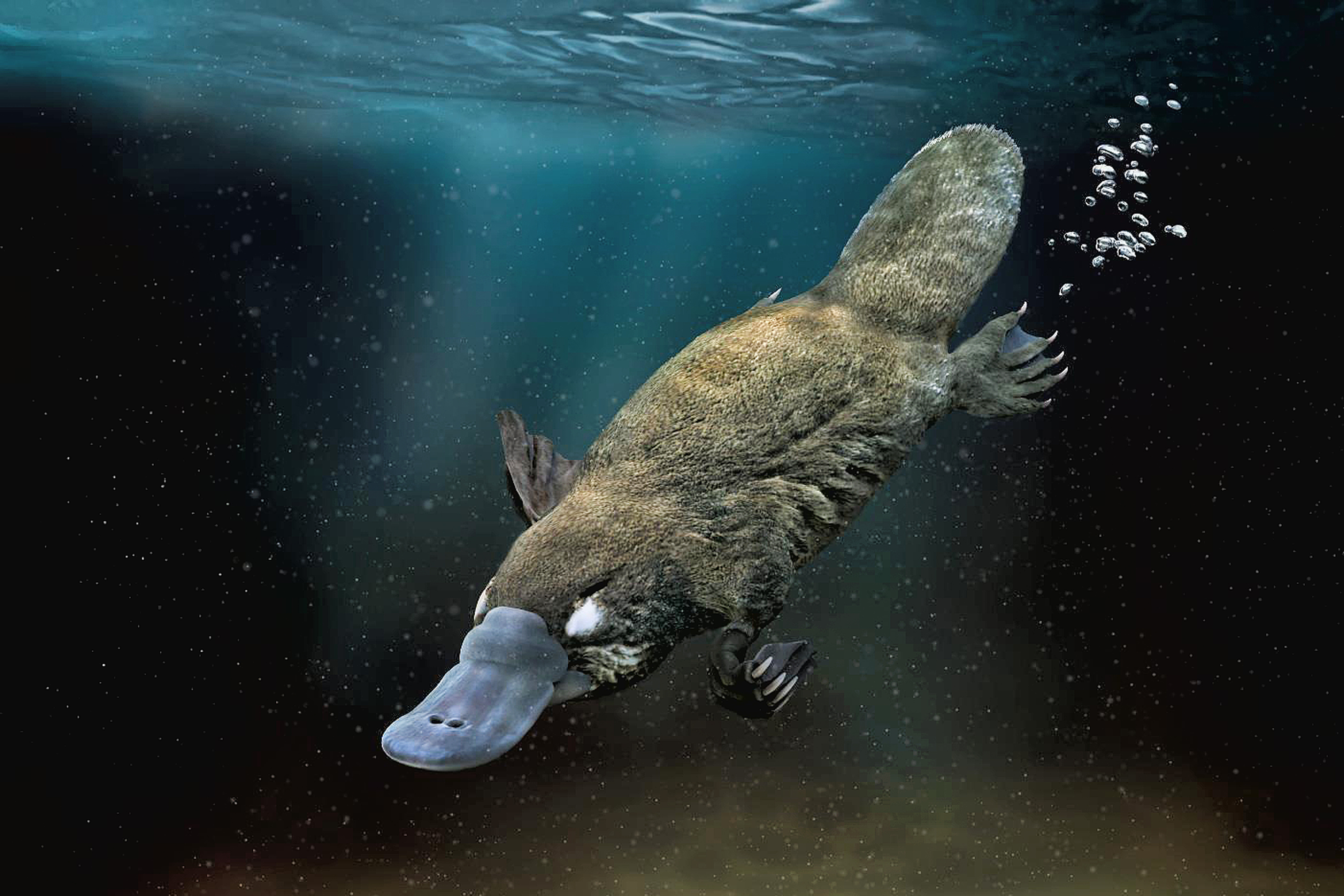 Duck-Billed Platypus