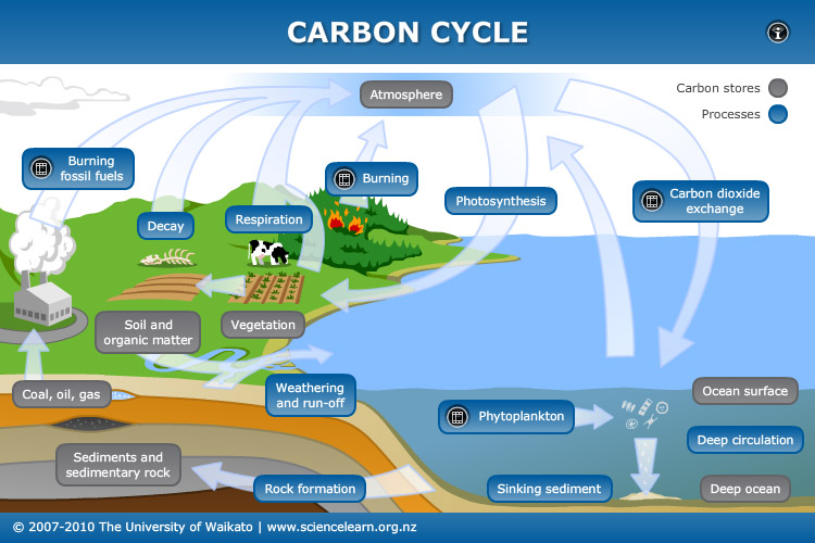 carbon cycle on emaze