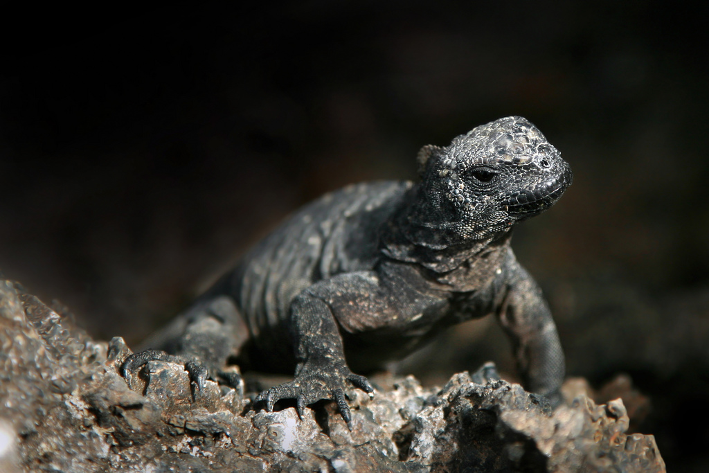 Marine Iguana at emaze Presentation