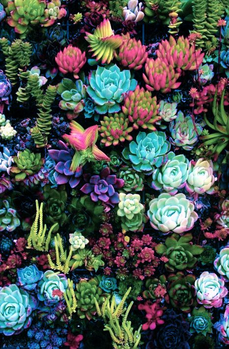 Featured image of post Succulent Iphone Wallpaper Hd Free minimalist succulent wallpaper makes a great desktop wallpaper image or screensaver photo for your desktop iphone or android cell phone or tablet
