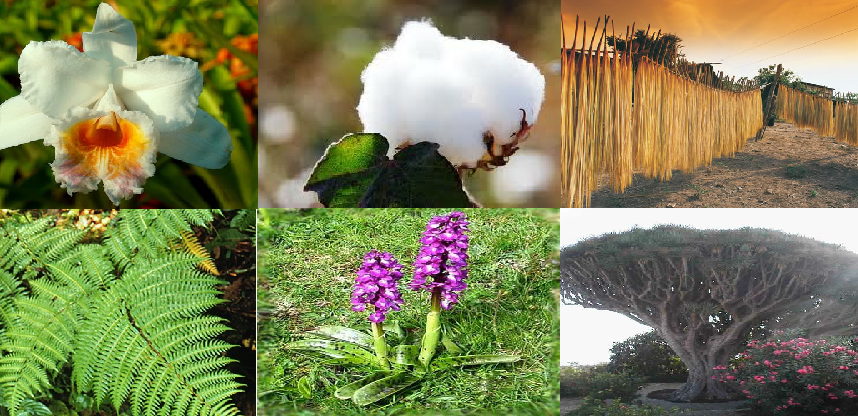На разнообразие флоры и фауны влияют. Эндемичные растения Колумбии.