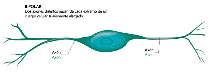 Resultado de imagen para neurona bipolar