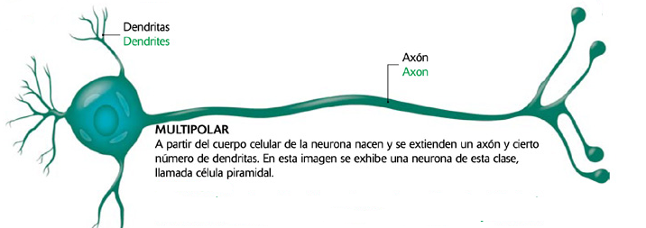 Resultado de imagen para neurona multipolar