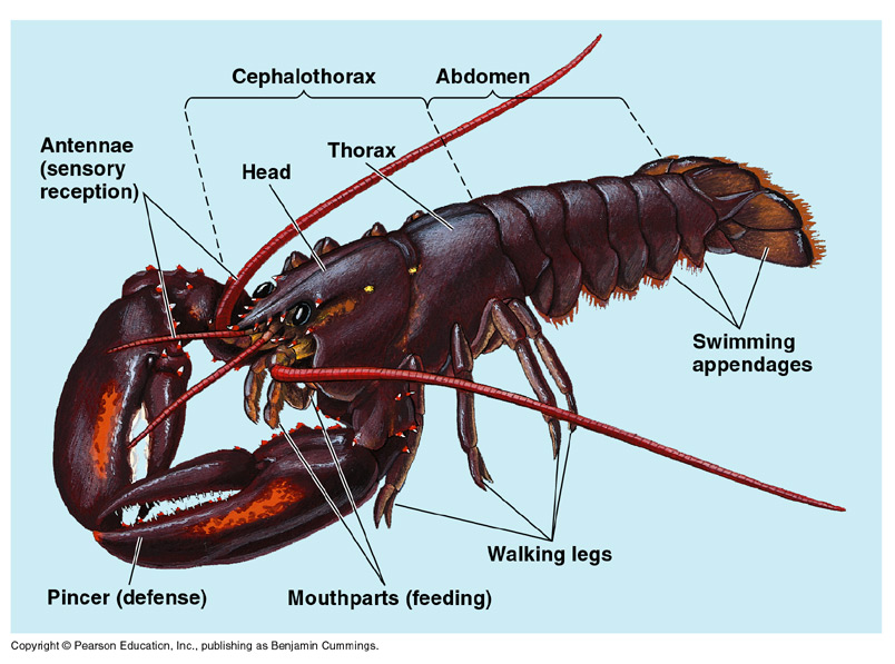 arthropoda on emaze