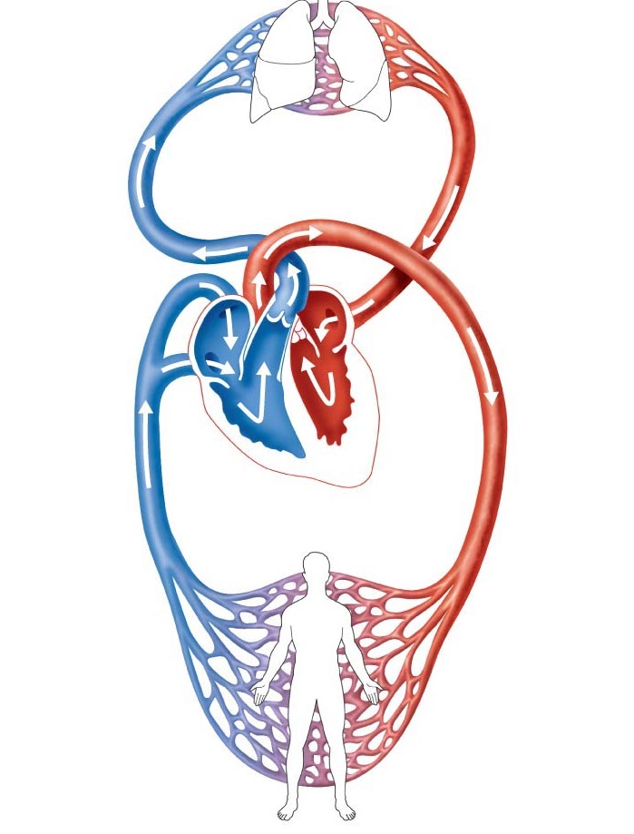 Круги кровообращения человека рисунок