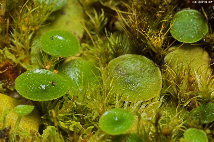 Пузырчатка в пруду. Пузырчатка растение хищник. Пузырчатка (Utricularia). Пузырчатка малая Utricularia Minor. Пузырчатка обыкновенная хищное растение.