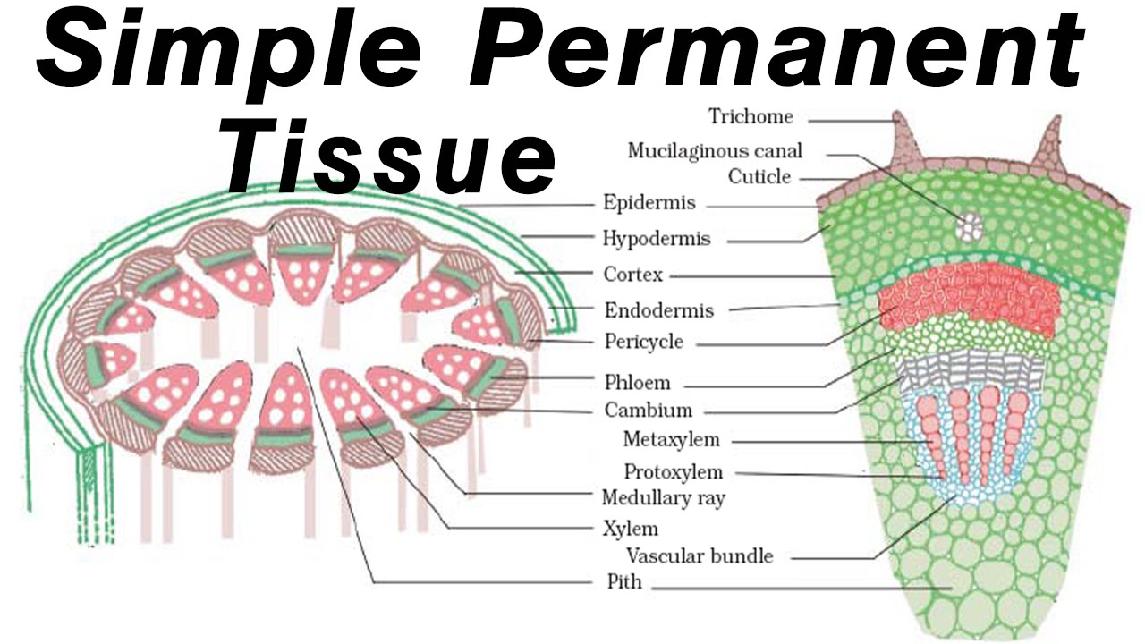 plant-tissue-meristematic-simple-complex-permanent-tissue-photos