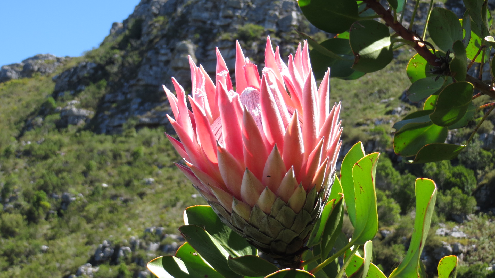 CLASSIFICATION on emaze