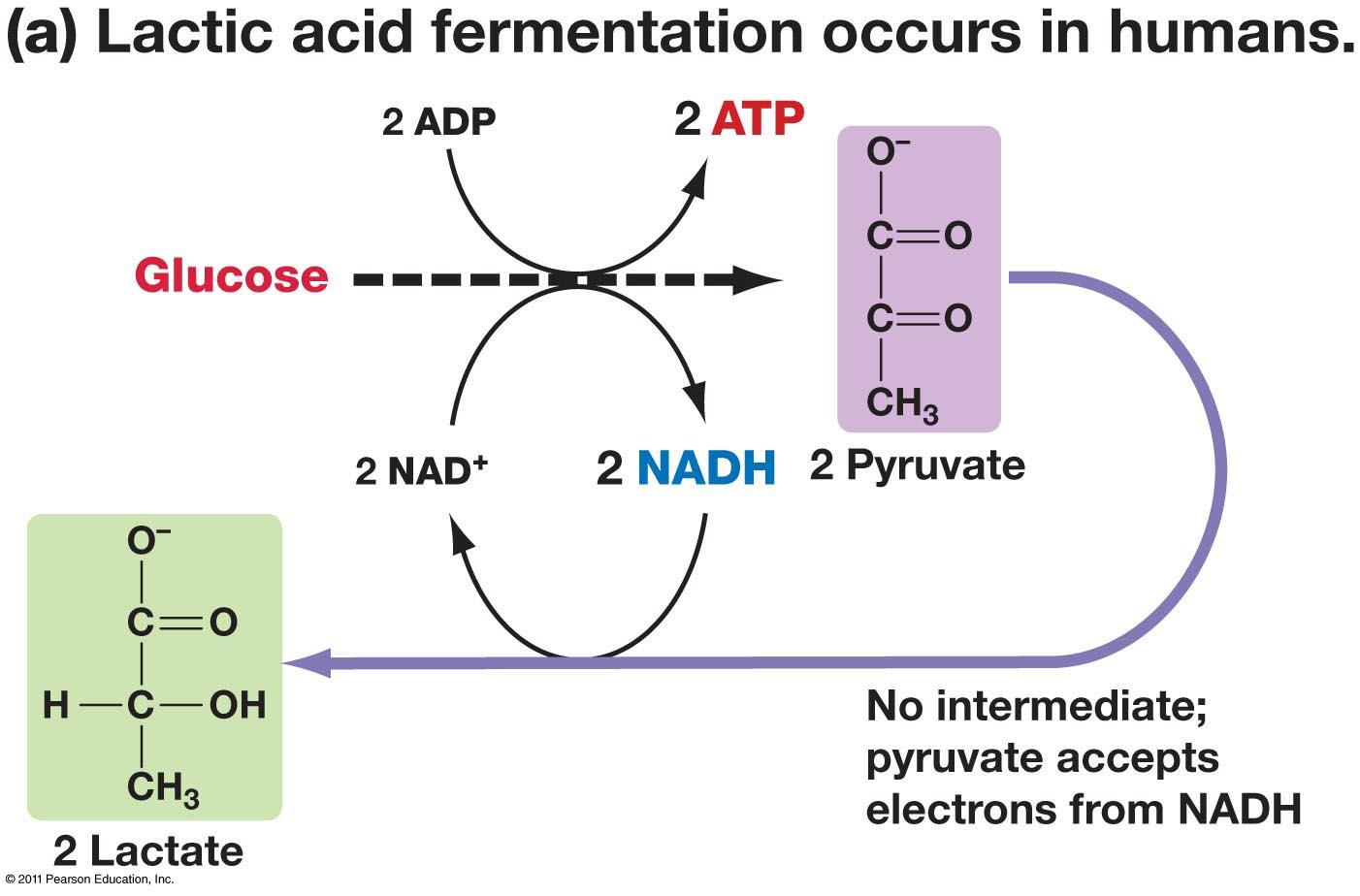 Cellular Respiration On Emaze Is Lactobacillus Though Other Bacteria And Even Yeast Are Sometimes The Purpose Of Both Types Anaerobic Respiration To Create Atp