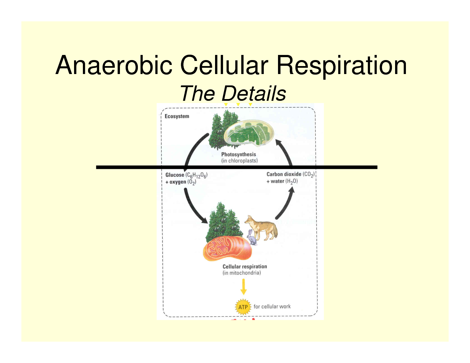 Cellular Respiration at emaze Presentation