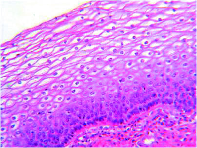 2-Epithelium - pharm.pptx on emaze