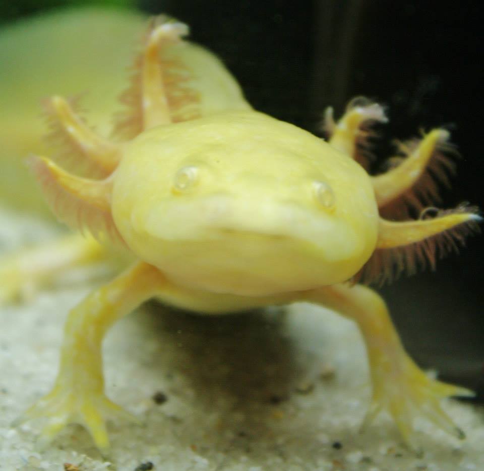 Axolotl on emaze