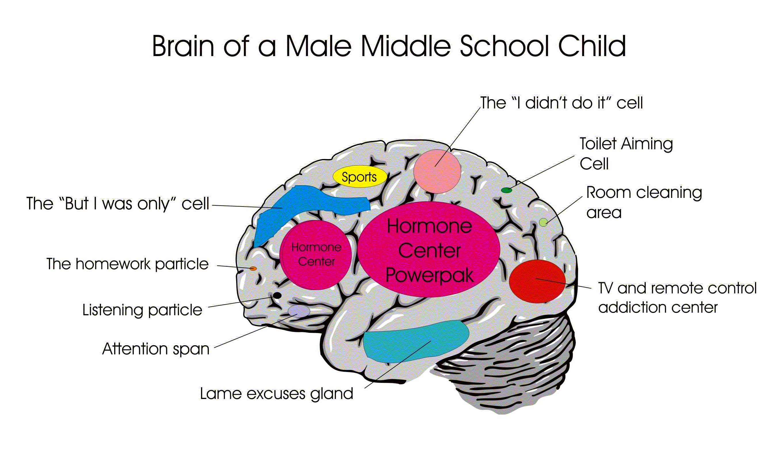 Школа brain