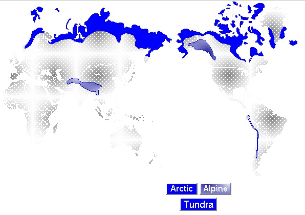 Карта тундра в world. Тундра на карте. Биом тундры на карте.